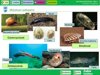 WWW
                                                                                NATURA ZIENTZIAK, DBH 1
  HASI      ESKEMA   BALIABIDEAK   INTERNET    JARDUERA
                                                                                     Animalia ornogabeak


         Moluskuen sailkapena
                                               Barea




                                                                    Muskuilua


Barraskilo arrunta

    Gasteropodoak
                                              Lapa                                  Erromes-maskorra

                                                                                   Bibalbioak
                                               Nautiloideoa



Olagarroa


     Zefalopodoak                                                                               Txibia

                                                               AURREKOA         IRTEN
 