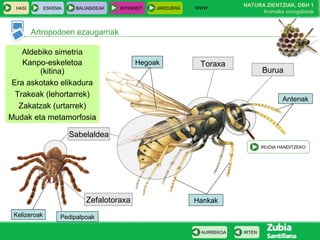 WWW
                                                                        NATURA ZIENTZIAK, DBH 1
  HASI        ESKEMA    BALIABIDEAK   INTERNET   JARDUERA
                                                                             Animalia ornogabeak



         Artropodoen ezaugarriak

    Aldebiko simetria
    Kanpo-eskeletoa                        Hegoak            Toraxa
         (kitina)                                                               Burua
 Era askotako elikadura
  Trakeak (lehortarrek)
                                                                                        Antenak
   Zakatzak (urtarrek)
Mudak eta metamorfosia

                       Sabelaldea
                                                                                IRUDIA HANDITZEKO




                           Zefalotoraxa                     Hankak
 Kelizeroak        Pedipalpoak

                                                             AURREKOA   IRTEN
 