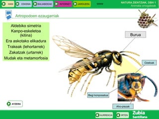 WWW
                                                                            NATURA ZIENTZIAK, DBH 1
  HASI       ESKEMA   BALIABIDEAK   INTERNET   JARDUERA
                                                                                 Animalia ornogabeak



         Artropodoen ezaugarriak

    Aldebiko simetria
    Kanpo-eskeletoa
         (kitina)                                                                     Burua
 Era askotako elikadura
  Trakeak (lehortarrek)
   Zakatzak (urtarrek)
Mudak eta metamorfosia
                                                                                              Ozeloak




                                                      Begi konposatua


    ATZERA
                                                                         Aho-piezak


                                                              AURREKOA      IRTEN
 