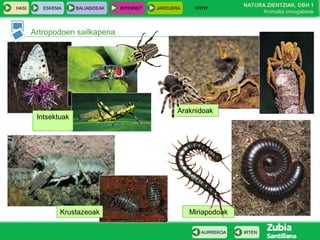 WWW
                                                                       NATURA ZIENTZIAK, DBH 1
HASI      ESKEMA     BALIABIDEAK   INTERNET   JARDUERA
                                                                            Animalia ornogabeak



       Artropodoen sailkapena




                                                     Araknidoak
        Intsektuak




               Krustazeoak                               Miriapodoak

                                                            AURREKOA   IRTEN
 
