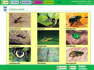 WWW
                                                                             NATURA ZIENTZIAK, DBH 1
HASI       ESKEMA      BALIABIDEAK   INTERNET      JARDUERA
                                                                                  Animalia ornogabeak


       Intsektu motak




       Himenopteroak                   Dipteroak                      Koleopteroak




       Dermapteroak                    Ortopteroak                    Hemipteroak




       Lepidopteroak                   Odonatoak                      Sifonapteroak

                                                               AURREKOA      IRTEN
 