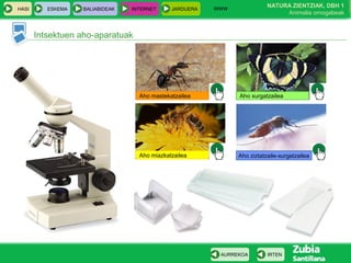 WWW
                                                                          NATURA ZIENTZIAK, DBH 1
HASI      ESKEMA   BALIABIDEAK   INTERNET     JARDUERA
                                                                               Animalia ornogabeak


       Intsektuen aho-aparatuak




                                   Aho mastekatzailea          Aho xurgatzailea




                                   Aho miazkatzailea           Aho ziztatzaile-xurgatzailea




                                                          AURREKOA        IRTEN
 