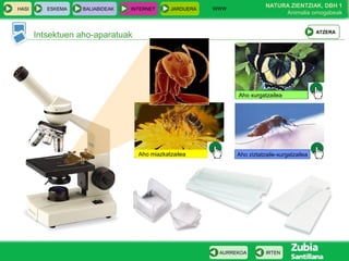 WWW
                                                                          NATURA ZIENTZIAK, DBH 1
HASI      ESKEMA   BALIABIDEAK   INTERNET     JARDUERA
                                                                               Animalia ornogabeak


                                                                                              ATZERA
       Intsektuen aho-aparatuak




                                                               Aho xurgatzailea




                                   Aho miazkatzailea           Aho ziztatzaile-xurgatzailea




                                                          AURREKOA        IRTEN
 