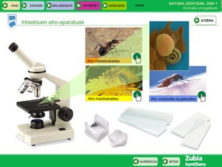 WWW
                                                                          NATURA ZIENTZIAK, DBH 1
HASI      ESKEMA   BALIABIDEAK   INTERNET     JARDUERA
                                                                               Animalia ornogabeak


                                                                                              ATZERA
       Intsektuen aho-aparatuak




                                   Aho mastekatzailea




                                   Aho miazkatzailea           Aho ziztatzaile-xurgatzailea




                                                          AURREKOA        IRTEN
 