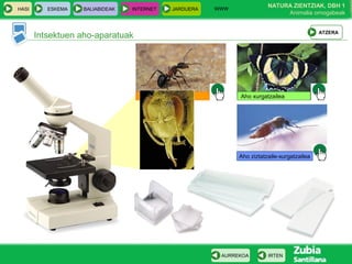 WWW
                                                                          NATURA ZIENTZIAK, DBH 1
HASI      ESKEMA   BALIABIDEAK   INTERNET     JARDUERA
                                                                               Animalia ornogabeak


                                                                                              ATZERA
       Intsektuen aho-aparatuak




                                   Aho mastekatzailea          Aho xurgatzailea




                                                               Aho ziztatzaile-xurgatzailea




                                                          AURREKOA        IRTEN
 