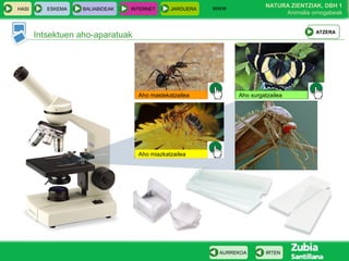 WWW
                                                                        NATURA ZIENTZIAK, DBH 1
HASI      ESKEMA   BALIABIDEAK   INTERNET     JARDUERA
                                                                             Animalia ornogabeak


                                                                                       ATZERA
       Intsektuen aho-aparatuak




                                   Aho mastekatzailea          Aho xurgatzailea




                                   Aho miazkatzailea




                                                          AURREKOA      IRTEN
 