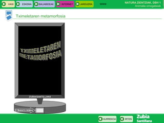 WWW
                                                                       NATURA ZIENTZIAK, DBH 1
HASI       ESKEMA      BALIABIDEAK   INTERNET   JARDUERA
                                                                            Animalia ornogabeak


       Tximeletaren metamorfosia




                ZUBIA/SANTILLANA




        SAKATU HEMEN



                                                            AURREKOA   IRTEN
 