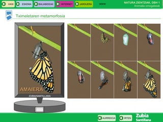 WWW
                                                                     NATURA ZIENTZIAK, DBH 1
HASI      ESKEMA     BALIABIDEAK   INTERNET   JARDUERA
                                                                          Animalia ornogabeak


       Tximeletaren metamorfosia




         AMAIERA
              ZUBIA/SANTILLANA




                                                          AURREKOA   IRTEN
 