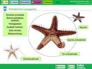 WWW
                                                                     NATURA ZIENTZIAK, DBH 1
HASI      ESKEMA   BALIABIDEAK   INTERNET   JARDUERA
                                                                          Animalia ornogabeak


       Ekinodermoen ezaugarriak

 Simetria erradiala
 Barne-eskeletoa
     (plakak)
   Haragijaleak
 Azaletik hartzen                                                               Besoak
   dute arnasa
   Metamorfosia

                                                                   Aparatu anbulakrala




                                                             Oin anbulakralak

                    Simetria-planoak


                                                        AURREKOA     IRTEN
 