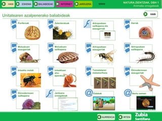 WWW
                                                                                         NATURA ZIENTZIAK, DBH 1
   HASI      ESKEMA        BALIABIDEAK        INTERNET   JARDUERA
                                                                                              Animalia ornogabeak


                                                                                                                 HASI
Unitatearen azalpenerako baliabideak
          Poriferoak                     Zelenteratuak              Artropodoen                  Harrak
                                                                    sailkapena eta
                                                                    ezaugarriak




          Moluskuen                      Moluskuen                  Artropodoen                  Artropodoen
          ezaugarriak                    sailkapena                 ezaugarriak                  sailkapena




          Intsektu motak                 Intsektuen                 Tximeletaren                 Ekinodermoen
                                         aho-                       metamorfosia                 ezaugarriak
                                         aparatuak




          Ekinodermoen                   Jarduera:                  Estekak                      Ikertu sarean
          sailkapena                     ornogabeak




                                                                              AURREKOA   IRTEN
 