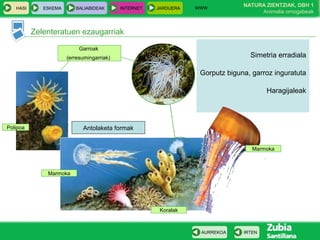 WWW
                                                                               NATURA ZIENTZIAK, DBH 1
   HASI      ESKEMA      BALIABIDEAK       INTERNET   JARDUERA
                                                                                    Animalia ornogabeak


          Zelenteratuen ezaugarriak

                           Garroak
                      (erresumingarriak)                                         Simetria erradiala

                                                                  Gorputz biguna, garroz inguratuta

                                                                                       Haragijaleak




Polipoa                     Antolaketa formak


                                                                                  Marmoka



              Marmoka




                                                       Koralak



                                                                  AURREKOA     IRTEN
 