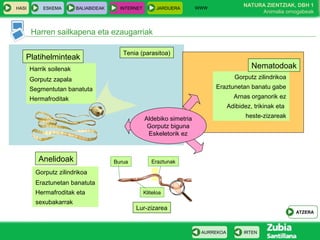 WWW
                                                                                          NATURA ZIENTZIAK, DBH 1
HASI       ESKEMA        BALIABIDEAK     INTERNET        JARDUERA
                                                                                               Animalia ornogabeak


       Harren sailkapena eta ezaugarriak

                                          Tenia (parasitoa)
   Platihelminteak
       Harrik soilenak                                                                       Nematodoak
       Gorputz zapala                                                                 Gorputz zilindrikoa
       Segmentutan banatuta                                                   Eraztunetan banatu gabe
       Hermafroditak                                                                  Arnas organorik ez
                                                                                    Adibidez, trikinak eta

                                                    Aldebiko simetria                      heste-zizareak
                                                     Gorputz biguna
                                                     Eskeletorik ez



          Anelidoak                    Burua           Eraztunak

         Gorputz zilindrikoa
         Eraztunetan banatuta
         Hermafroditak eta                          Kliteloa
         sexubakarrak
                                               Lur-zizarea
                                                                                                             ATZERA



                                                                         AURREKOA         IRTEN
 
