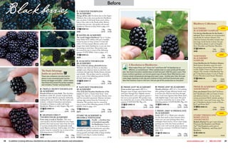 38 In addition to being delicious, blackberries are also packed with vitamins and antioxidants www.starkbros.com | 800.325.4180 39
A Triple Crown Thornless
BlaCkBerry
pounds of fruit on every bush! This thornless
blackberry yields 30+ pounds of glossy black
berries per plant! Berries are borne uniformly,
making them easy to pick.The flavor gets rave
reviews—a blend of sweetness and tartness.
As hardy as Chester (a really cold-hardy
blackberry). Ripens in early August. Pkg. of 6.
6J Zone 5-9 . 1 Pkg. 2 Pkgs.
26371 . . . . . . . . . . . . . . . . . . . . . . . . . . . . . . . .$28.99. . . $55.98
B arapaho ereCT
Thornless BlaCkBerry
extra-tasty, as early as natchez. Tall, erect
canes produce the best blackberries ever. Eager
growers, they send up new canes from the roots
to increase productivity. Exceptionally small
seeds! Ripens mid-June. Sold in pkgs. of 6.This
product may be covered by one or more of the
following patents: U.S.P.P. #8510.
6J Zone 6-8 1 Pkg. 2 Pkgs.
26372 . . . . . . . . . . . . . . . . . . . . . . . . . . . . . . . .$28.99. . . $55.98
Blackberry Collections
souThern
BlaCkBerry sampler
Get the best blackberries for the south—
and save! These varieties are recommended
specifically for warmer climates. Our
collection features thornfree varieties that
bear huge, lovely berries in June. You get
12 blackberry plants: 6 each of Arapaho
Erect Thornless and Natchez Thornless.
6J Zone 6-8 1 Asst. 2 Assts.
26500 . . . . . . . . . . . . . . . . . . . . . . .$52.18. . . . . .$100.76
norThern
BlaCkBerry
sampler
Great blackberries for northern climates.
Both features thornless canes for ouch-
less picking and pruning. Chester ripens
in July; Triple Crown is ready to pick in
August.Two months of blackberries! You
get 12 blackberry plants: 6 each of Triple
Crown Thornless and Chester Thornless.
6J Zone 5-8 1 Asst. 2 Assts.
26486 . . . . . . . . . . . . . . . . . . . . . . . $52.18 . . . . .$100.76
prime BlaCkBerry
assorTmenT
First-year fruiters! Prime-Jim® & Prime-
Jan® blackberries offer you loads of sweet
and delicious berries—in one money
saving assortment! Both varieties produce
fruit on both 1-year and 2-year canes. You
get 12 blackberry plants: 6 each of Prime-
Jim® and Prime-Jan®.
6J Zone 4-8 1 Asst. 2 Assts.
26495 . . . . . . . . . . . . . . . . . . . . . . . $53.98 . . . . .$102.56
sTark® primoCane
Berry paTCh
assorTmenT
Bushels of berries! You get 3 each of Jaclyn
Primocane Red Raspberry and Himbo
Top™ Red Raspberry,and 6 each of
Prime-Jan® Blackberry, and Prime-Jim®
Blackberry.
Zone 4-8
26503 . . . . . . . . . . . . . . . . . . . . . . . . . . . . . . . . . . . .$76.46
C ChesTer Thornless
BlaCkBerry
shrugs off the cold. For berry fans in the Upper
Midwest, this is the most productive blackberry
you can plant. Cold hardy fruits won’t soften,
leak or lose color in the South either. Berries
are firm but not tart—the perfect all-around
blackberry. Harvest in July. Sold in pkgs. of 6.
6J Zone 5-8 1 Pkg. 2 Pkgs.
26366 . . . . . . . . . . . . . . . . . . . . . . . . . . . . . . . $28.99 . . . $55.98
D kiowa BlaCkBerry
The world’s biggest blackberry! Up to 3 inches
long! Make fresh cobbler with just a handful.
Great for juice or wine. Grows 5-6 feet tall
with a 4-8 foot spread. Blooms earlier and
longer than other blackberries so you can start
harvesting in early June.This product may
be covered by one or more of the following
patents: U.S.P.P. #9861. Sold in pkgs. of 6.
6J Zone 5-8 1 Pkg. 2 Pkgs.
26370 . . . . . . . . . . . . . . . . . . . . . . . . . . . . . . . $28.99 . . . $55.98
e ouaChiTa Thornless
BlaCkBerry
easy to harvest, plump, pluckable berries.
Medium-size fruits are borne on thornless
upright canes. Harvest starts in mid-June and
continues through July. Hardy, disease resistant
and reliable. This product may be covered by
one or more of the following patents: U.S.P.P.
#17162. Sold in pkgs. of 6.
6J Zone 5-9 1 Pkg. 2 Pkgs.
26386 . . . . . . . . . . . . . . . . . . . . . . . . . . . . . . . $28.99 . . . $55.98
F naTCheZ Thornless
BlaCkBerry
one of the first thornless blackberries of the
season. A-2241 cv. Enjoy sweet fruit—even
larger than Apache—in early June. Berries store
well for extended enjoyment. Disease-resistant,
cutting edge variety from the University of
Arkansas.This product may be covered by
one or more of the following patents: U.S.P.P.
#20891. Sold in pkgs. of 6.
6J Zone 6-8 1 Pkg. 2 Pkgs.
26373 . . . . . . . . . . . . . . . . . . . . . . . . . . . . . . . $28.99 . . . $55.98
A
G H
G prime-Jan® BlaCkBerry
Fruits on first-year canes! APF-8 cv.
Bumper crops of large, sweet berries from
mid-June through frost. Slightly sweeter
than Prime-Jim®, and a vigorous grower—
but not as erect growth.This product may
be covered by one or more of the following
patents: U.S.P.P. #15788. Pkg. of 6.
6J Zone 4-8 1 Pkg. 2 Pkgs.
26368 . . . . . . . . . . . . . . . . . . . . . . . . . . . .$29.99. . . .$56.98
H prime-Jim® BlaCkBerry
months of berries. APF-12 cv. Get picking
after picking of large, delicious berries even
in its first year. Harvest mid-June through
frost. A tad more vigorous than Prime-Jan®,
with slightly larger 2-year canes.This prod-
uct may be covered by one or more of the
following patents: U.S.P.P. #16989. Pkg. of 6.
6J Zone 4-8 1 Pkg. 2 Pkgs.
26365 . . . . . . . . . . . . . . . . . . . . . . . . . . . .$29.99. . . .$56.98
a revolution in Blackberries
What makes Prime-Jan®, Prime-Jim® and Prime-Ark® 45 blackberries so
different, so revolutionary? Other varieties bear on canes produced the prior
year. But these innovative varieties bear on both last year’s AND this year’s canes. That
means northern gardeners can harvest good crops of sweet, flavor-filled berries even
if severe winter temperatures damage prior years’canes. Another plus: New, first-year
canes begin ripening in mid-July and continue to fruit until frost! Second-year canes
bear their heaviest crops in mid-June. And you get all this production on one plant!
F
D
C
sTark® BlaCkBerry &
BramBle FerTiliZer
Finally ... a fertilizer that
is formulated especially
for blackberries. Easy to
use 12-10-10 formula is
developed to give your blackberries and other
brambles the perfect nutrients needed for
strong growth and high yields of large, healthy
berries. Can’t ship to certain locations.
H17296 4 pound pkg. . . . . . . . . . . . . . . . . . . . . . . . . . .$11.99
e
I
save!
save!
save!
save!
B
The stark advantage:
Jumbo six-pack berries 6J
These new containers not only hold six
plants in one convenient pack, but the
berries are bigger and older—which means
they’ll bear fruit sooner!The jumbo container
also includes a“handy”carrying handle.
I prime-ark® 45 primoCane
BlaCkBerry
early! APF-45 cv. Mark your calendar
for the first week in June because that’s
when you can start picking these firm,
midnight-black berries. Erect canes make
picking easy with this heavy producer.
Berries store well and the plants are hardy
and disease resistant. U.S.P.P.A.F. Sold in
pkgs. of 6.
6J Zone 4-8
1 Pkg. 2 Pkgs.
26369 . . . . . . . . . . . . . . . . . . . . . . . . . . . .$29.99 ... $56.98
Before
 