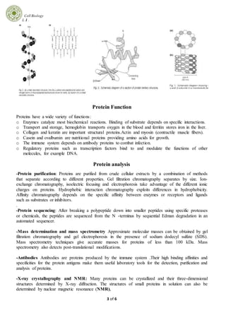 Cell Biology
L 1 .
3 of 6
Protein Function
Proteins have a wide variety of functions:
o Enzymes catalyze most biochemical reactions. Binding of substrate depends on specific interactions.
o Transport and storage, hemoglobin transports oxygen in the blood and ferritin stores iron in the liver.
o Collagen and keratin are important structural proteins.Actin and myosin (contractile muscle fibers).
o Casein and ovalbumin are nutritional proteins providing amino acids for growth.
o The immune system depends on antibody proteins to combat infection.
o Regulatory proteins such as transcription factors bind to and modulate the functions of other
molecules, for example DNA.
Protein analysis
-Protein purification: Proteins are purified from crude cellular extracts by a combination of methods
that separate according to different properties. Gel filtration chromatography separates by size. Ion-
exchange chromatography, isoelectric focusing and electrophoresis take advantage of the different ionic
charges on proteins. Hydrophobic interaction chromatography exploits differences in hydrophobicity.
Affinity chromatography depends on the specific affinity between enzymes or receptors and ligands
such as substrates or inhibitors.
.
-Protein sequencing: After breaking a polypeptide down into smaller peptides using specific proteases
or chemicals, the peptides are sequenced from the N -terminus by sequential Edman degradation in an
automated sequencer.
-Mass determination and mass spectrometry Approximate molecular masses can be obtained by gel
filtration chromatography and gel electrophoresis in the presence of sodium dodecyl sulfate (SDS).
Mass spectrometry techniques give accurate masses for proteins of less than 100 kDa. Mass
spectrometry also detects post-translational modifications.
-Antibodies Antibodies are proteins produced by the immune system .Their high binding affinities and
specificities for the protein antigens make them useful laboratory tools for the detection, purification and
analysis of proteins.
-X-ray crystallography and NMR: Many proteins can be crystallized and their three-dimensional
structures determined by X-ray diffraction. The structures of small proteins in solution can also be
determined by nuclear magnetic resonance (NMR),
 
