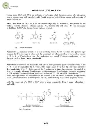 Cell Biology
L 1 .
4 of 6
Nucleic acids (DNA and RNA)
Nucleic acids, DNA and RNA are polymers of nucleotides which themselves consist of a nitrogenous
base, a pentose sugar and phosphoric acid. Nucleic acids are involved in the storage and processing of
genetic information.
Bases: The bases of DNA and RNA are aromatic rings (Fig. 1). Adenine (A) and guanine (G) are
purines, bicyclic structures whereas cytosine (C), thymine (T) and uracil (U) are monocyclic
pyrimidines. In RNA, the thymine base is replaced by uracil.
Nucleosides A nucleoside consists of a base covalently bonded to the 1'-position of a pentose sugar
molecule. In RNA the sugar is ribose and the compounds are ribonucleosides, or nucleosides, whereas
in DNA it is 2'-deoxyribose and the nucleosides are named 2'-deoxyribonucleosides, or just
deoxynucleosides. Base + sugar = nucleoside.
Nucleotides: Nucleotides are nucleosides with one or more phosphate groups covalently bound to the
3'-, 5'- or (in ribonucleotides) the 2'-position. If the sugar is deoxyribose, then the compounds are termed
deoxynucleotides (Fig. 3) In the case of the 5'-position, up to three phosphates may be attached, to
form, for example, adenosine 5'-triphosphate, or deoxyguanosine 5'-triphosphate, commonly abbreviated
to ATP and dGTP respectively.In the same way, we have dCTP, UTP and dTTP (equivalent to TTP). 5'-
Mono and -diphosphates are abbreviated as, for example, AMP and dGDP. Nucleoside 5'-triphosphates
(NTPs), or deoxynucleoside 5'-triphosphates (dNTPs) are the building blocks of the polymeric nucleic
acids..The repeat unit of a DNA or RNA chain is hence a nucleotide. Base + sugar +phosphate =
nucleotide
 