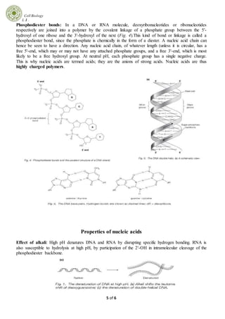 Cell Biology
L 1 .
5 of 6
Phosphodiester bonds: In a DNA or RNA molecule, deoxyribonucleotides or ribonucleotides
respectively are joined into a polymer by the covalent linkage of a phosphate group between the 5'-
hydroxyl of one ribose and the 3'-hydroxyl of the next (Fig. 4).This kind of bond or linkage is called a
phosphodiester bond, since the phosphate is chemically in the form of a diester. A nucleic acid chain can
hence be seen to have a direction. Any nucleic acid chain, of whatever length (unless it is circular, has a
free 5'-end, which may or may not have any attached phosphate groups, and a free 3'-end, which is most
likely to be a free hydroxyl group. At neutral pH, each phosphate group has a single negative charge.
This is why nucleic acids are termed acids; they are the anions of strong acids. Nucleic acids are thus
highly charged polymers.
Properties of nucleic acids
Effect of alkali: High pH denatures DNA and RNA by disrupting specific hydrogen bonding. RNA is
also susceptible to hydrolysis at high pH, by participation of the 2'-OH in intramolecular cleavage of the
phosphodiester backbone.
 