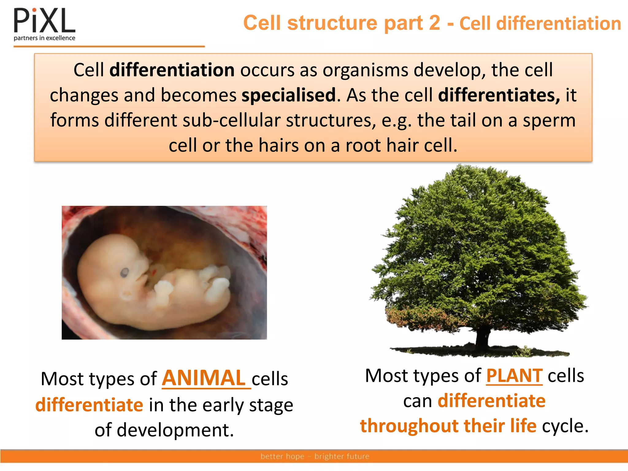 Cell structure part 2 - Cell differentiation
Most types of ANIMAL cells
differentiate in the early stage
of development.
Cell differentiation occurs as organisms develop, the cell
changes and becomes specialised. As the cell differentiates, it
forms different sub-cellular structures, e.g. the tail on a sperm
cell or the hairs on a root hair cell.
Most types of PLANT cells
can differentiate
throughout their life cycle.
 