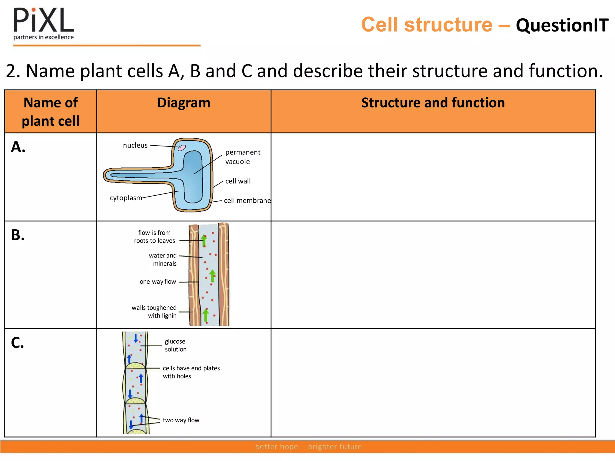 Cell structure – QuestionIT
2. Name plant cells A, B and C and describe their structure and function.
Name of
plant cell
Diagram Structure and function
A.
B.
C.
e way flow
water and
minerals
ne way flow
ne way flow
one way flow
s toughened
with lignin
xylem phloem
glucose
solution
cells have end plates
with holes
two way flow
nucleus
cytoplasm cell membrane
cell wall
permanent
vacuole
flow is from
roots to leaves
water and
minerals
one way flow
one way flow
walls toughened
with lignin
xylem phloem
glucose
solution
cells have end plates
with holes
two way flow
 