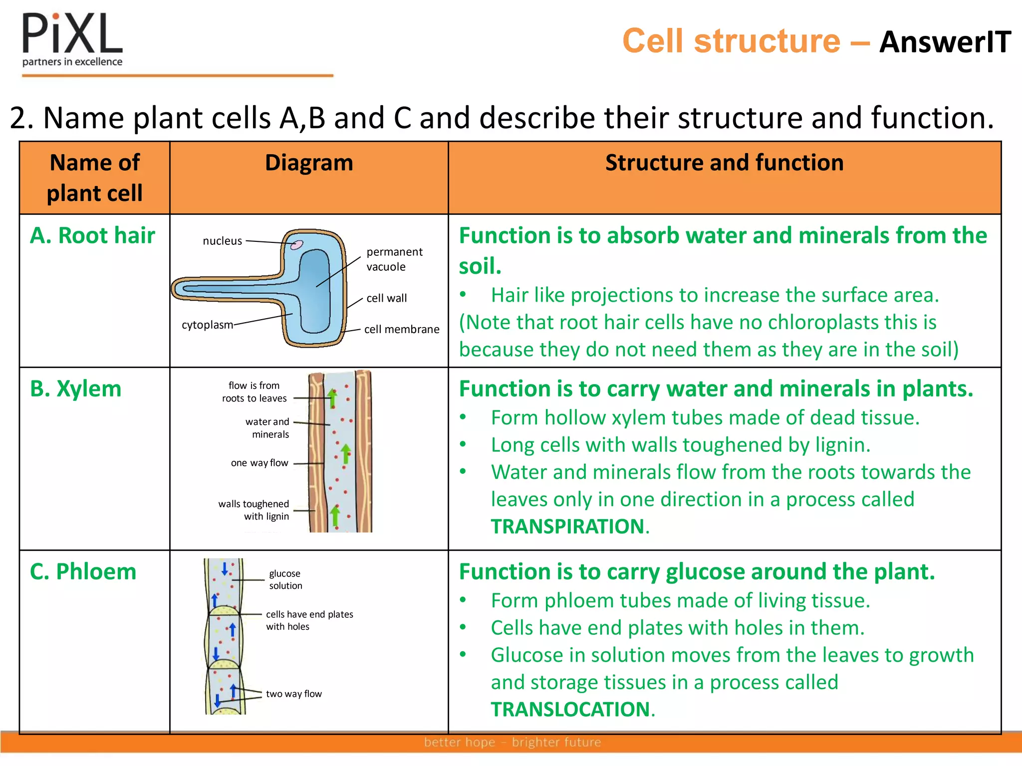 Name of
plant cell
Diagram Structure and function
A. Root hair Function is to absorb water and minerals from the
soil.
• Hair like projections to increase the surface area.
(Note that root hair cells have no chloroplasts this is
because they do not need them as they are in the soil)
B. Xylem Function is to carry water and minerals in plants.
• Form hollow xylem tubes made of dead tissue.
• Long cells with walls toughened by lignin.
• Water and minerals flow from the roots towards the
leaves only in one direction in a process called
TRANSPIRATION.
C. Phloem Function is to carry glucose around the plant.
• Form phloem tubes made of living tissue.
• Cells have end plates with holes in them.
• Glucose in solution moves from the leaves to growth
and storage tissues in a process called
TRANSLOCATION.
Cell structure – AnswerIT
2. Name plant cells A,B and C and describe their structure and function.
one way flow
water and
minerals
one way flow
one way flow
one way flow
walls toughened
with lignin
xylem phloem
glucose
solution
cells have end plates
with holes
two way flow
nucleus
cytoplasm cell membrane
cell wall
permanent
vacuole
flow is from
roots to leaves
water and
minerals
one way flow
one way flow
walls toughened
with lignin
xylem phloem
glucose
solution
cells have end plates
with holes
two way flow
 