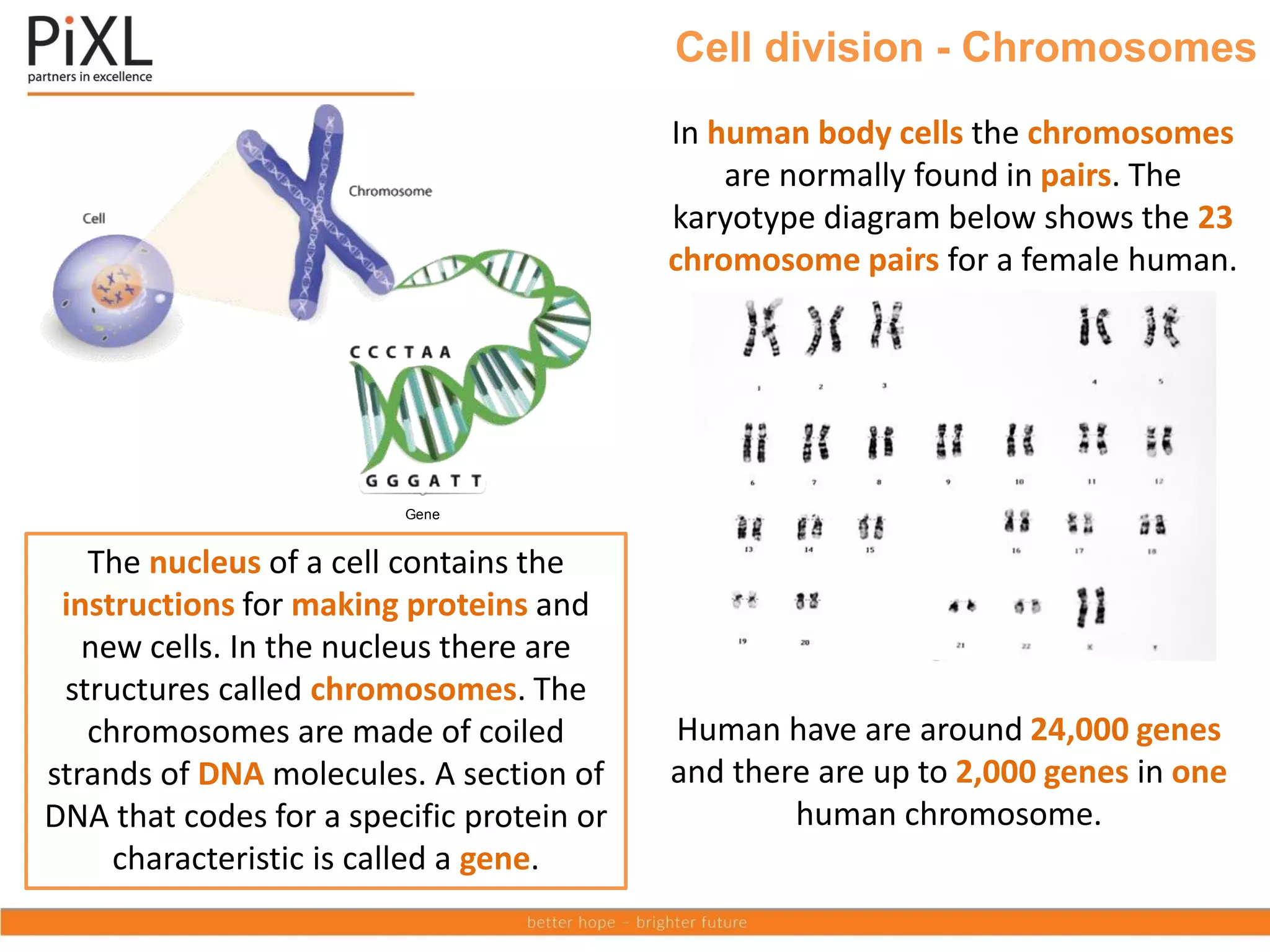 Cell division - Chromosomes
Gene
The nucleus of a cell contains the
instructions for making proteins and
new cells. In the nucleus there are
structures called chromosomes. The
chromosomes are made of coiled
strands of DNA molecules. A section of
DNA that codes for a specific protein or
characteristic is called a gene.
In human body cells the chromosomes
are normally found in pairs. The
karyotype diagram below shows the 23
chromosome pairs for a female human.
Human have are around 24,000 genes
and there are up to 2,000 genes in one
human chromosome.
 