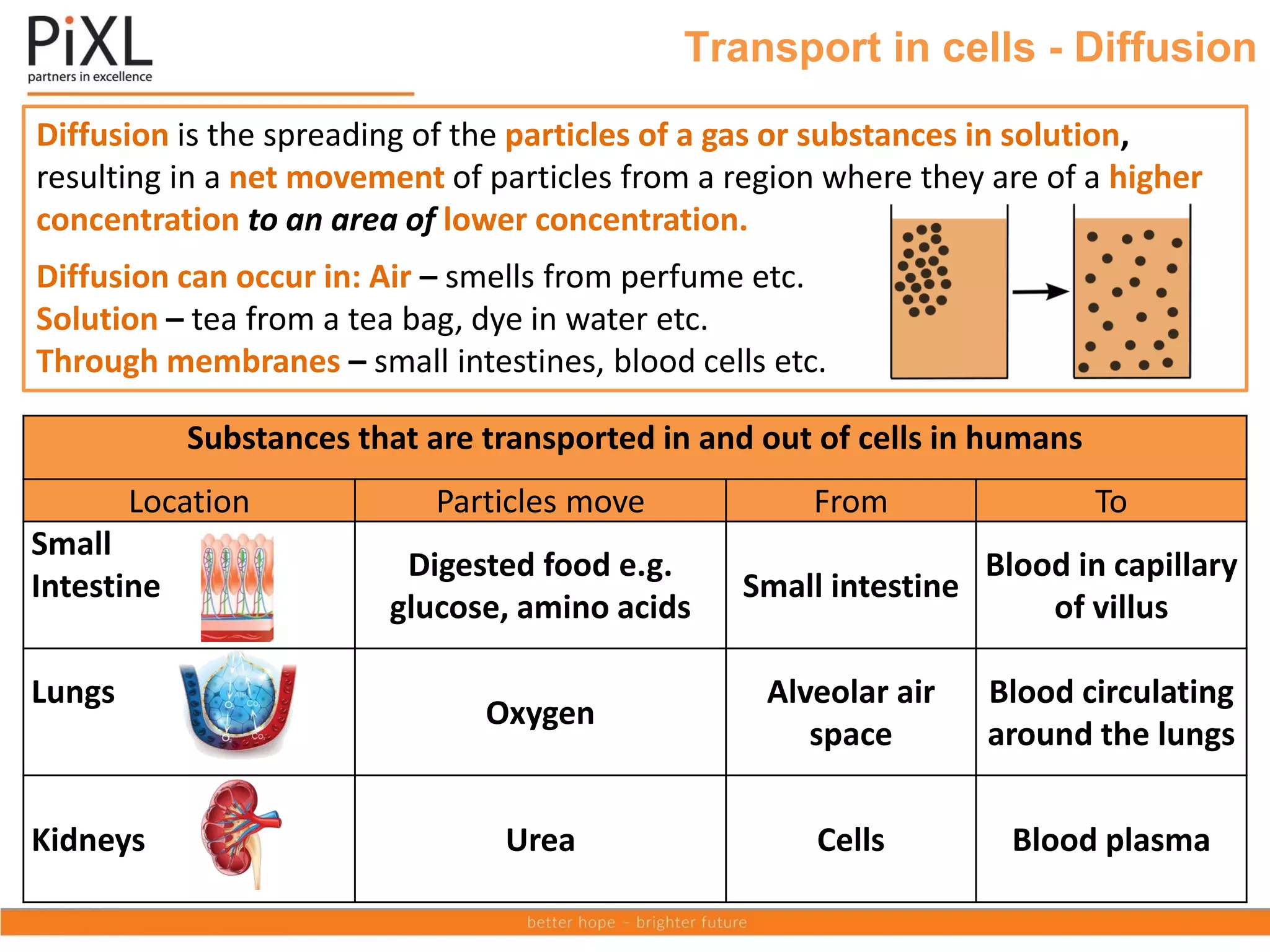 Transport in cells - Diffusion
Diffusion is the spreading of the particles of a gas or substances in solution,
resulting in a net movement of particles from a region where they are of a higher
concentration to an area of lower concentration.
Diffusion can occur in: Air – smells from perfume etc.
Solution – tea from a tea bag, dye in water etc.
Through membranes – small intestines, blood cells etc.
Substances that are transported in and out of cells in humans
Location Particles move From To
Small
Intestine
Digested food e.g.
glucose, amino acids
Small intestine
Blood in capillary
of villus
Lungs
Oxygen
Alveolar air
space
Blood circulating
around the lungs
Kidneys Urea Cells Blood plasma
 