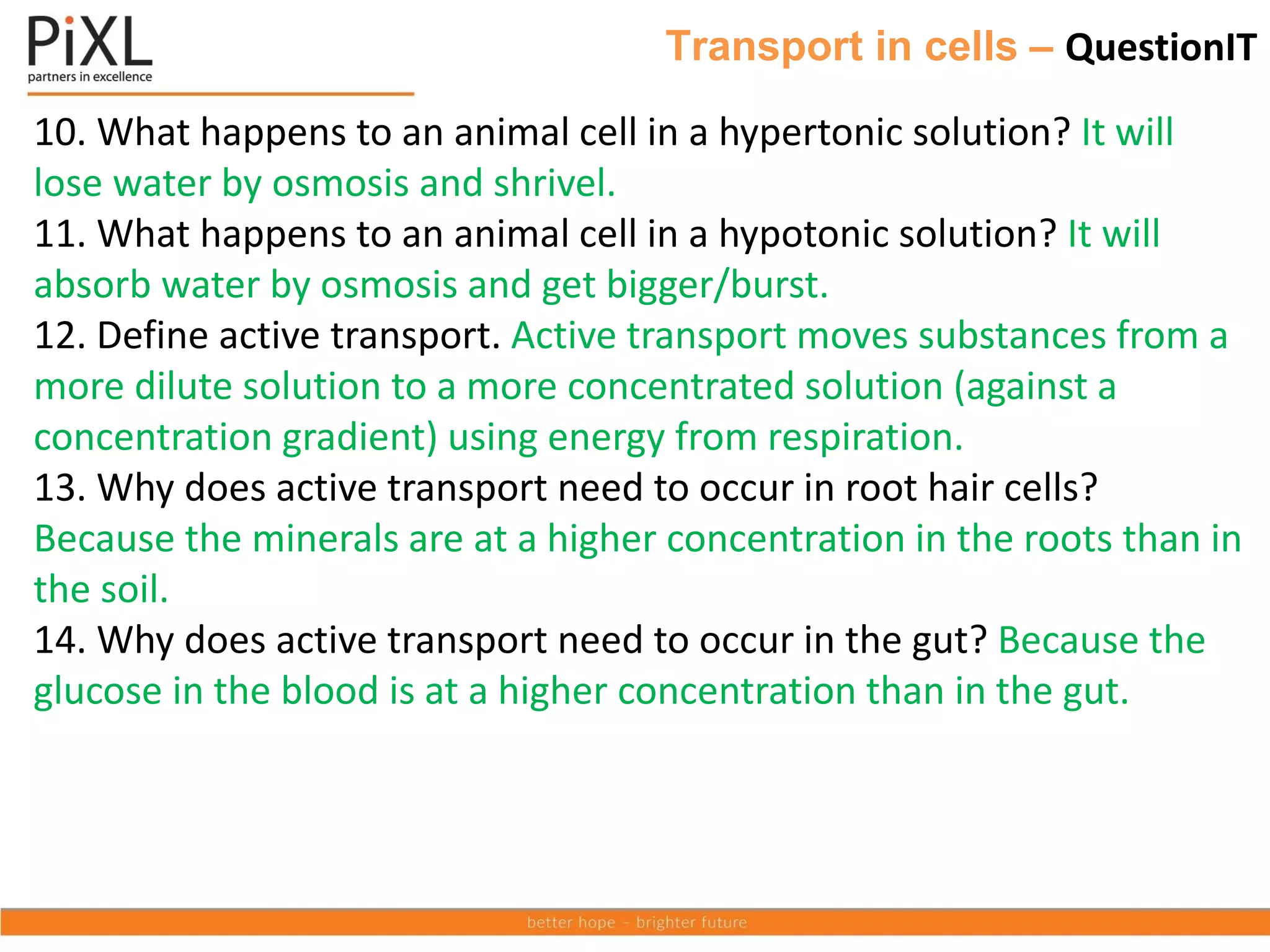 Transport in cells – QuestionIT
10. What happens to an animal cell in a hypertonic solution? It will
lose water by osmosis and shrivel.
11. What happens to an animal cell in a hypotonic solution? It will
absorb water by osmosis and get bigger/burst.
12. Define active transport. Active transport moves substances from a
more dilute solution to a more concentrated solution (against a
concentration gradient) using energy from respiration.
13. Why does active transport need to occur in root hair cells?
Because the minerals are at a higher concentration in the roots than in
the soil.
14. Why does active transport need to occur in the gut? Because the
glucose in the blood is at a higher concentration than in the gut.
 