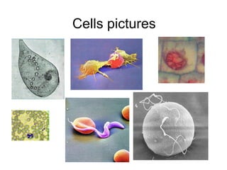 Cells pictures 