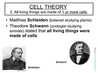 CELL THEORY   2. All living things are made of  1 or more cells . Matthias  Schleiden   (botanist studying plants)  Theodore  Schwann   (zoologist studying animals)  stated that  all living things were made of cells   Schleiden   Schwann Slide from:  http://www.worldofteaching.com   