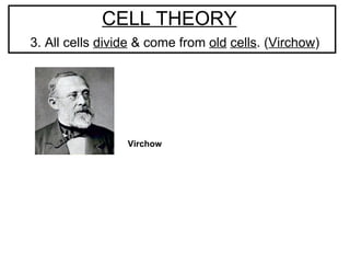 CELL THEORY     3. All cells  divide  & come from  old   cells . ( Virchow ) Virchow   