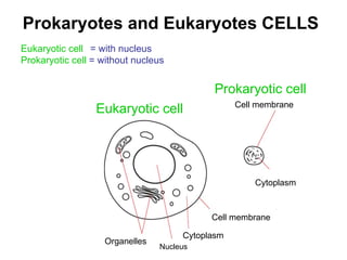 Prokaryotes and Eukaryotes CELLS Cell membrane Cell membrane Cytoplasm Nucleus Organelles Cytoplasm Eukaryotic cell Eukaryotic cell = with nucleus Prokaryotic cell  = without nucleus Prokaryotic cell 