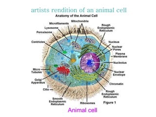 artists rendition of an animal cell Animal cell 