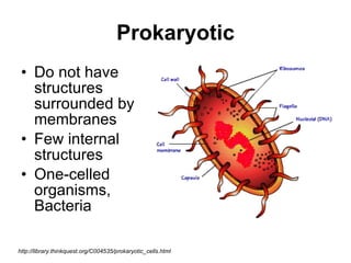 Prokaryotic Do not have structures surrounded by membranes Few internal structures One-celled organisms, Bacteria  http://library.thinkquest.org/C004535/prokaryotic_cells.html 
