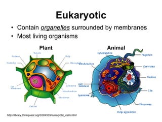 Eukaryotic Contain  organelles  surrounded by membranes Most living organisms Plant Animal http://library.thinkquest.org/C004535/eukaryotic_cells.html 