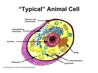 “ Typical” Animal Cell http://web.jjay.cuny.edu /~ acarpi/NSC/images/cell.gif 