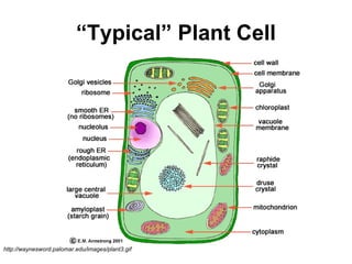 “ Typical” Plant Cell http://waynesword.palomar.edu/images/plant3.gif 