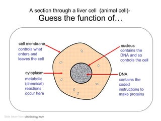 A section through a liver cell  (animal cell)-  Guess the function of… Slide taken from  clickbiology.com controls what enters and leaves the cell metabolic (chemical) reactions occur here contains the DNA and so controls the cell contains the coded instructions to make proteins cell membrane cytoplasm nucleus DNA  