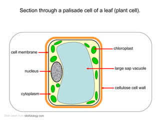Section through a palisade cell of a leaf (plant cell). Slide taken from  clickbiology.com cell membrane nucleus cytoplasm chloroplast large sap vacuole cellulose cell wall 