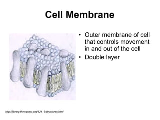 Cell Membrane Outer membrane of cell that controls movement in and out of the cell Double layer  http://library.thinkquest.org/12413/structures.html 