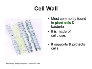 Cell Wall Most commonly found in   plant cells  & bacteria It is made of cellulose. It supports & protects cells http://library.thinkquest.org/12413/structures.html 