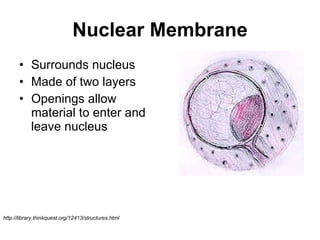 Nuclear Membrane Surrounds nucleus Made of two layers Openings allow material to enter and leave nucleus  http://library.thinkquest.org/12413/structures.html 