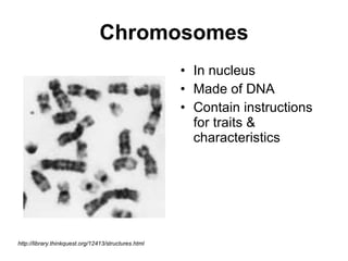 Chromosomes In nucleus Made of DNA Contain instructions for traits & characteristics  http://library.thinkquest.org/12413/structures.html 