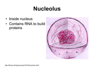 Nucleolus Inside nucleus Contains RNA to build proteins  http://library.thinkquest.org/12413/structures.html 