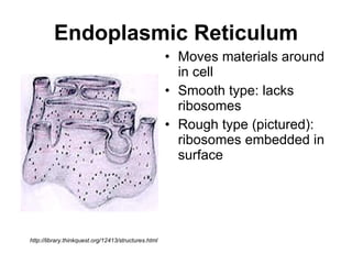 Endoplasmic Reticulum Moves materials around in cell Smooth type: lacks ribosomes Rough type (pictured): ribosomes embedded in surface  http://library.thinkquest.org/12413/structures.html 
