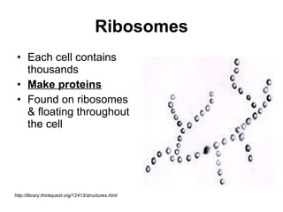 Ribosomes Each cell contains thousands Make proteins Found on ribosomes & floating throughout the cell http://library.thinkquest.org/12413/structures.html 