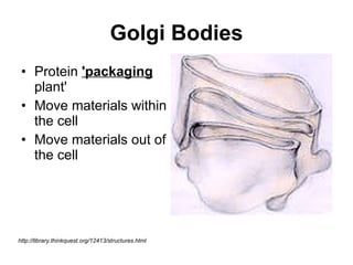 Golgi Bodies Protein  'packaging  plant' Move materials within the cell Move materials out of the cell http://library.thinkquest.org/12413/structures.html 