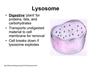 Lysosome Digestive  'plant' for proteins, fats, and carbohydrates Transports undigested material to cell membrane for removal Cell breaks down if lysosome explodes  http://library.thinkquest.org/12413/structures.html 