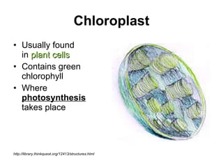 Chloroplast Usually found  in  plant cells Contains green chlorophyll Where  photosynthesis  takes place http://library.thinkquest.org/12413/structures.html 