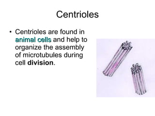 Centrioles Centrioles are found in  animal cells   and help to organize the assembly of microtubules during cell  division . 
