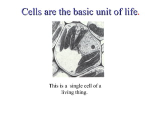Cells are the basic unit of life . This is a  single cell of a living thing.  