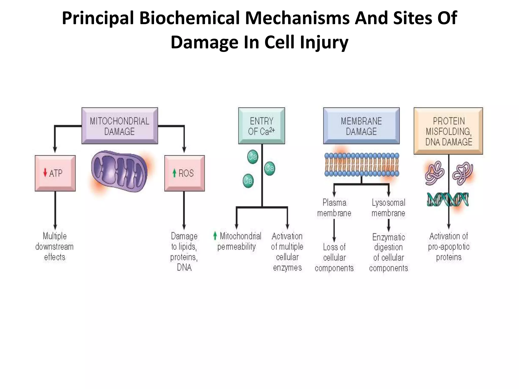 Cell injury, Cell Death and Adaptation.ppt